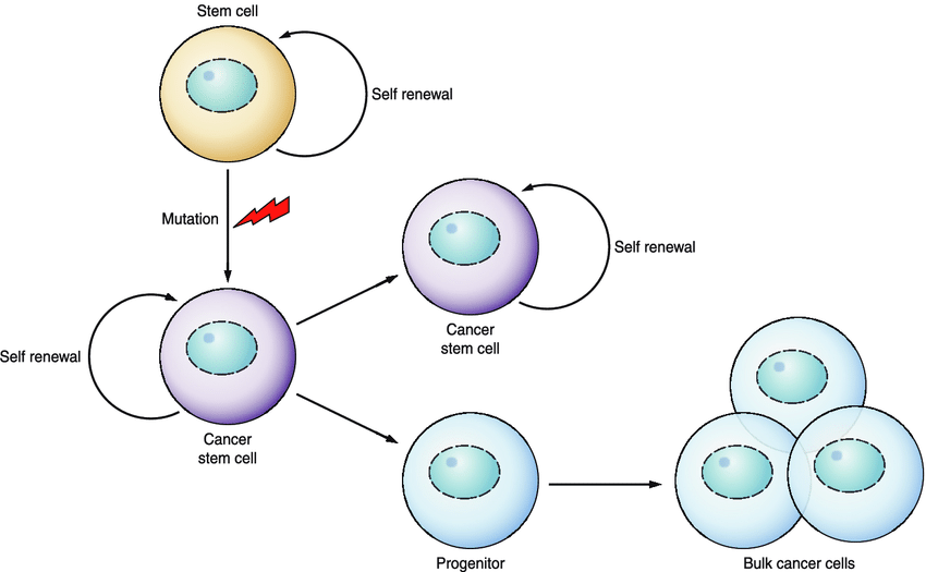 tế bào gốc ung thư cancer stem cell