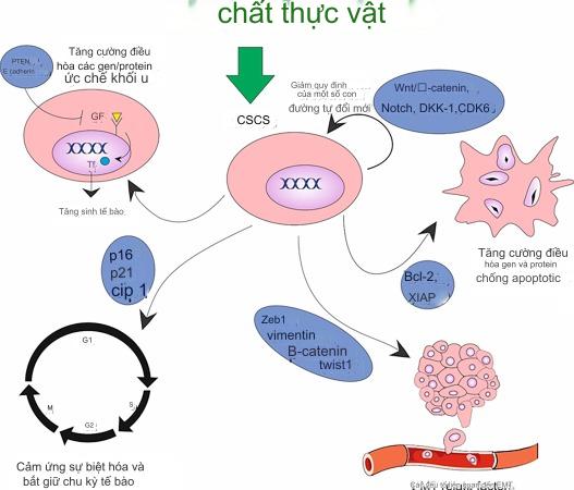 Hợp chất Thực vật Nhắm Mục tiêu Nhiều Con đường Chuyển hóa trong Ung thư