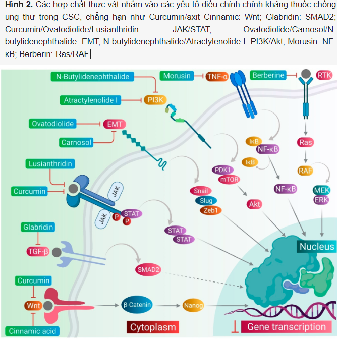 https://mednews.vn/wp-content/uploads/2024/06/image-22.png