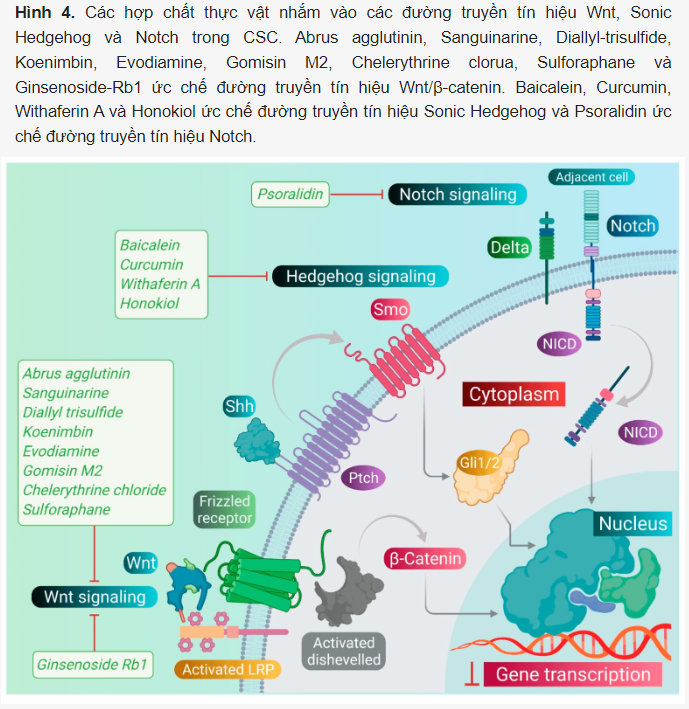 https://mednews.vn/wp-content/uploads/2024/06/image-23.png